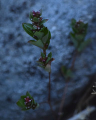 Polygonum polygaloides kelloggii