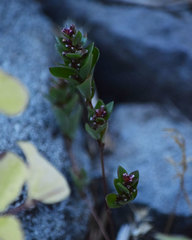 Polygonum polygaloides kelloggii