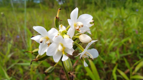 Image of Spathoglottis micronesiaca by no rights reserved