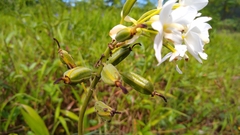 Spathoglottis micronesiaca