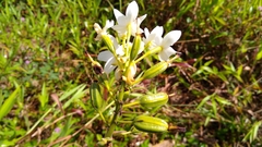 Spathoglottis micronesiaca