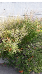 Anisacanthus quadrifidus wrightii