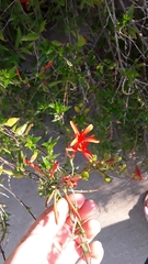 Anisacanthus quadrifidus wrightii