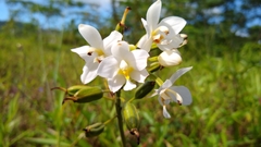 Spathoglottis micronesiaca
