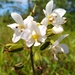 Micronesian Ground Orchid - Photo no rights reserved, uploaded by Dana Lee Ling