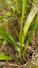 Spathoglottis micronesiaca