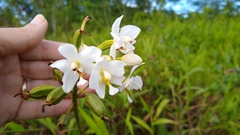 Spathoglottis micronesiaca