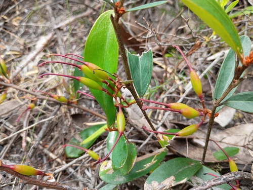 Grevillea dimorpha, photograph 4