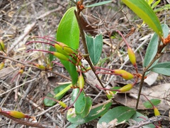Grevillea dimorpha, photograph grampianshiker, CC BY, iNaturalist via GBIF