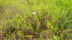 Spathoglottis micronesiaca