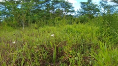 Spathoglottis micronesiaca