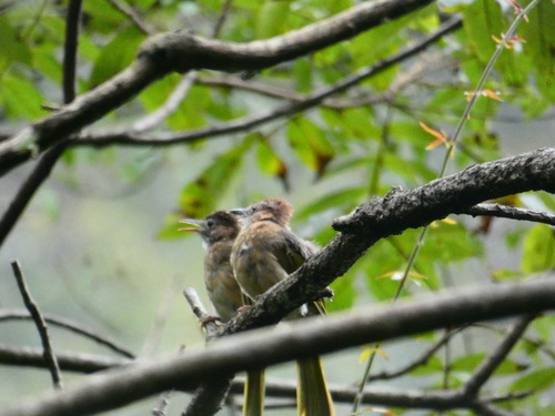 Mountain Bulbul