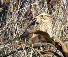 Passerculus sandwichensis princeps