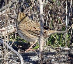 Passerculus sandwichensis princeps