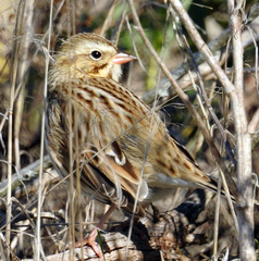 Passerculus sandwichensis princeps