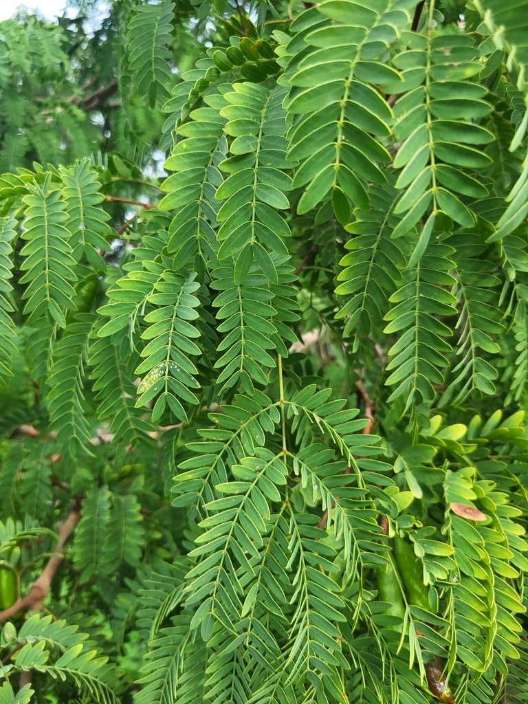 Prosopis africana (Guill. & Perr.) Taub. 2