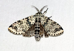 Kamalia kandyia