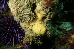 Hymeniacidon perlevis