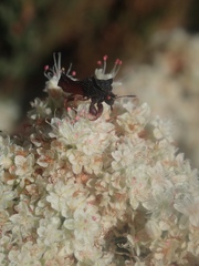 Phymata arctostaphylae