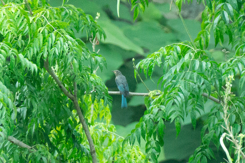 Verditer Flycatcher