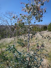 Eucalyptus morrisbyi