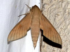 Theretra gnoma