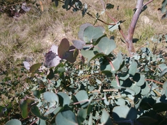 Eucalyptus morrisbyi