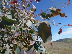 Eucalyptus morrisbyi
