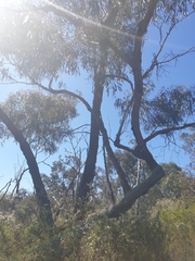 Eucalyptus viminalis pryoriana