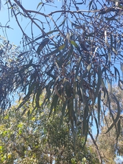 Eucalyptus viminalis pryoriana
