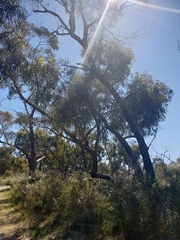 Eucalyptus viminalis pryoriana