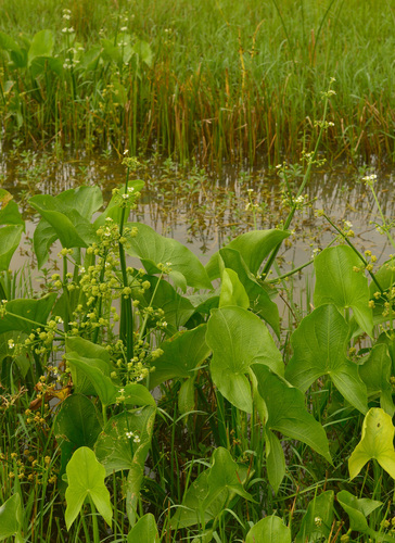 Limnophyton obtusifolium observed 2025-05-10