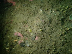 Hymeniacidon perlevis