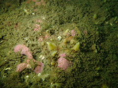 Hymeniacidon perlevis