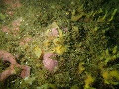 Hymeniacidon perlevis