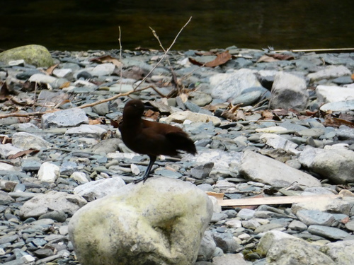 Brown Dipper