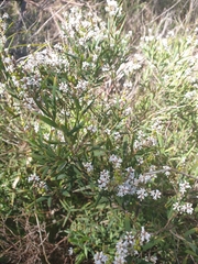 Leucopogon australis