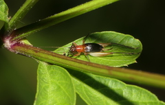 Homoeoxipha lycoides