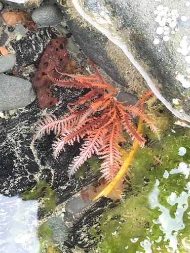 Neoptilota asplenioides observed 2017-06-29