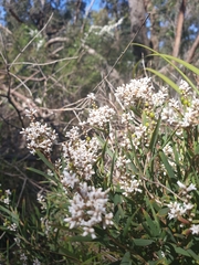 Leucopogon australis