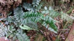 Asplenium normale normale