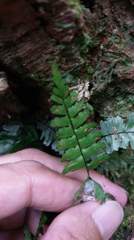 Asplenium normale normale