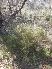 Leucopogon australis