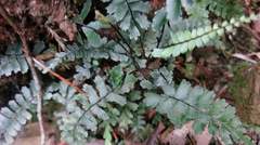 Asplenium normale normale