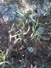 Galphimia angustifolia