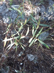 Galphimia angustifolia