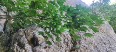 Acer lobelii, photograph (c) fmunoz, some rights reserved (CC BY)