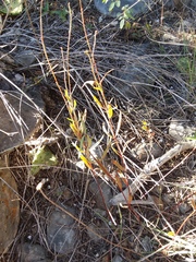 Galphimia angustifolia