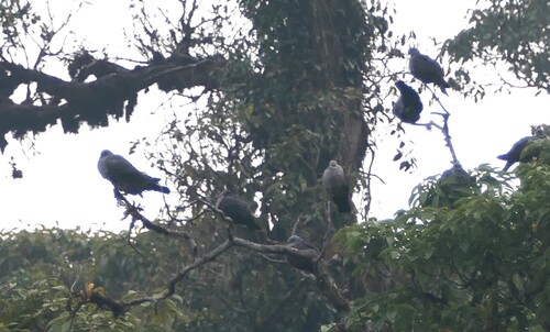 Speckled Wood Pigeon (Columba hodgsonii), photo 4