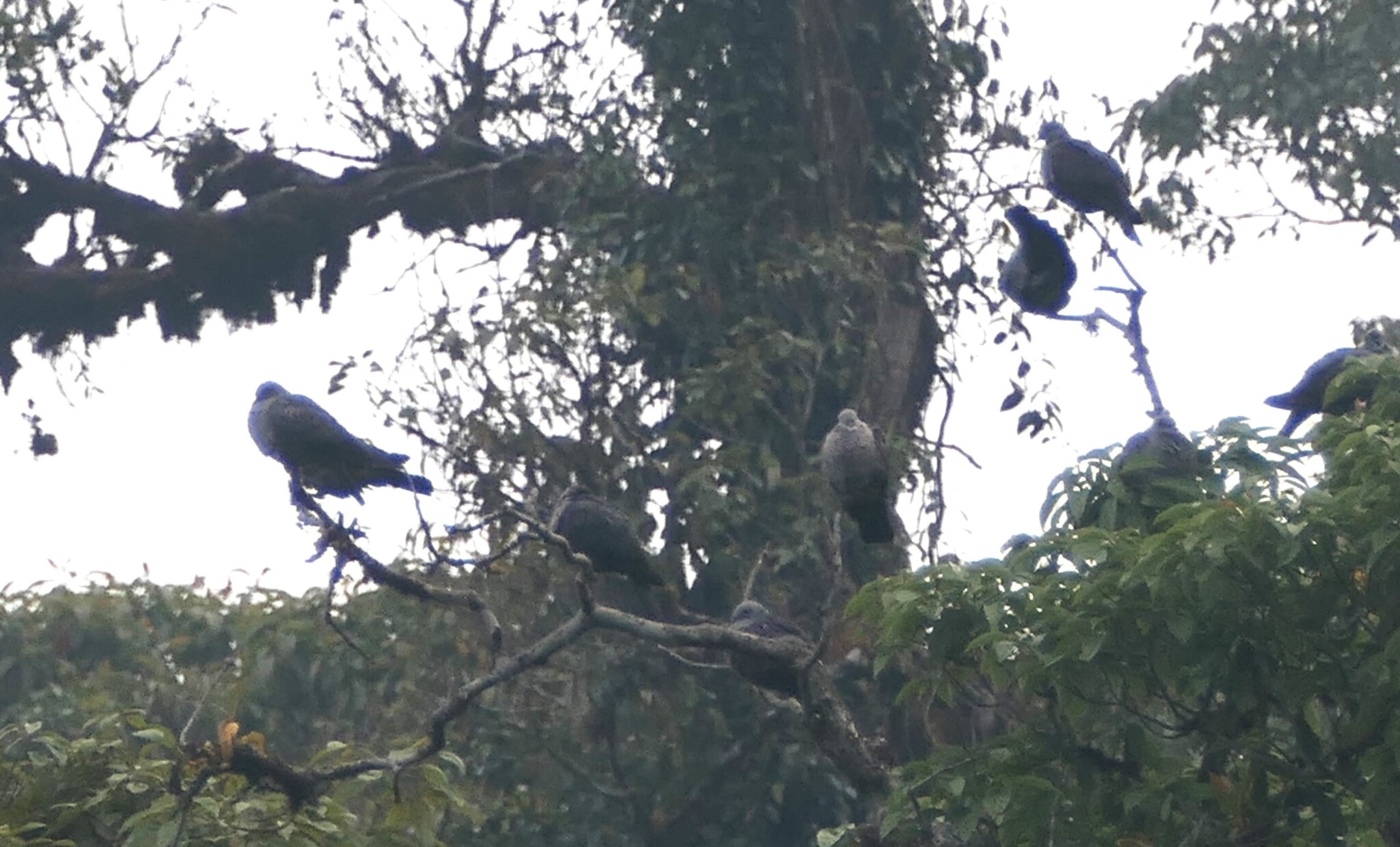 Speckled Wood Pigeon (Columba hodgsonii), photo 8